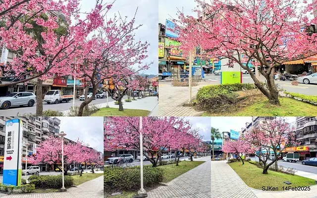 2025 雙北平地賞櫻系列第五拍 --- 北醫附設醫院櫻花(Cherryblossoms at Taipei Medical University Hospital), Taipei, Taiwan, SJKen, Feb 14, 2024.