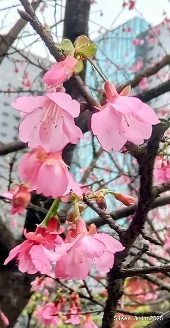 2025雙北平地賞櫻第四拍( --- 汐止文化櫻花季康誥溪櫻花大道(Cherry Blossoms at the creekside of Kangau creek), Hsingi district, Hsinpei city, SJKen, Jan 31, 2025.