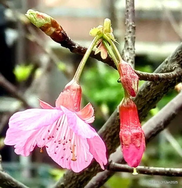 2025雙北平地賞櫻第四拍( --- 汐止文化櫻花季康誥溪櫻花大道(Cherry Blossoms at the creekside of Kangau creek), Hsingi district, Hsinpei city, SJKen, Jan 31, 2025.