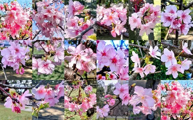 2025 雙北平地賞櫻系列第七拍---國父紀念館八重櫻與山櫻花(Prunus campanulata Maxim and Taiwan Cherry at Dr. Sun Yat-Sen Memorial Hall，by SJKen,  Feb  15, 2025)