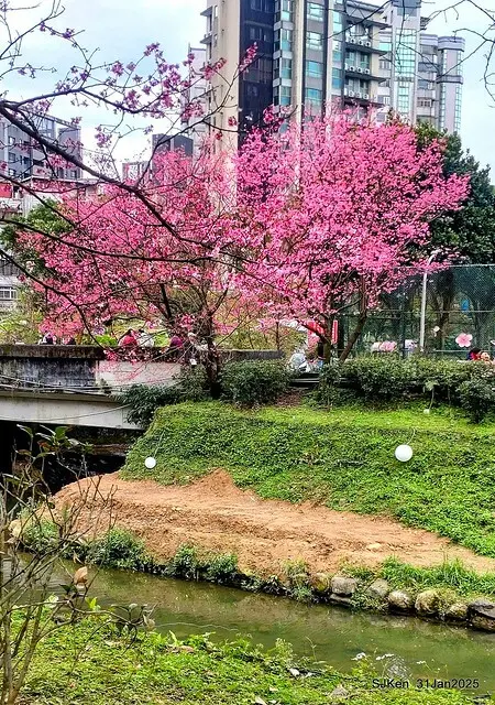 2025雙北平地賞櫻第四拍( --- 汐止文化櫻花季康誥溪櫻花大道(Cherry Blossoms at the creekside of Kangau creek), Hsingi district, Hsinpei city, SJKen, Jan 31, 2025.