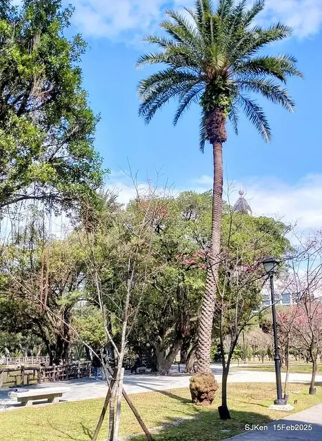 2025 雙北平地賞櫻系列第七拍---國父紀念館八重櫻與山櫻花(Prunus campanulata Maxim and Taiwan Cherry at Dr. Sun Yat-Sen Memorial Hall，by SJKen,  Feb  15, 2025)