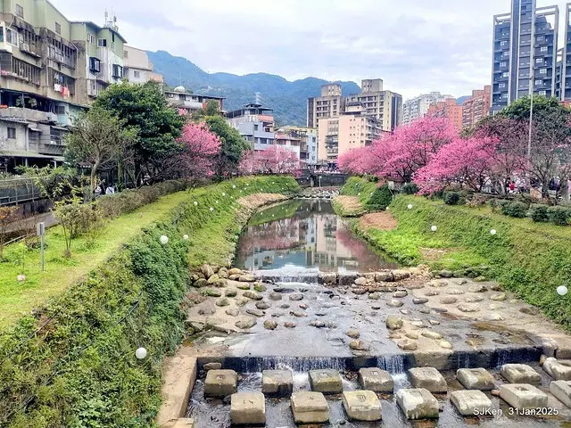 2025雙北平地賞櫻第四拍( --- 汐止文化櫻花季康誥溪櫻花大道(Cherry Blossoms at the creekside of Kangau creek), Hsingi district, Hsinpei city, SJKen, Jan 31, 2025.