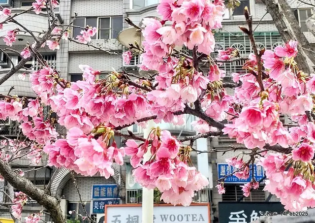 2025 雙北平地賞櫻系列第五拍 --- 北醫附設醫院櫻花(Cherryblossoms at Taipei Medical University Hospital), Taipei, Taiwan, SJKen, Feb 14, 2024.