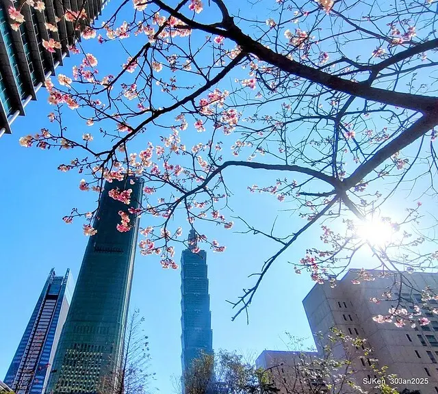 「華新麗華花旗銀行大樓」周邊櫻花林 (Cherry blossoms around the Walsin Xinyi Building), Taipei, Taiwan, SJKen , Jan 30, 2025