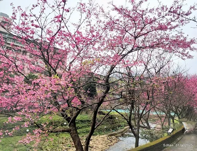 2025雙北平地賞櫻第四拍( --- 汐止文化櫻花季康誥溪櫻花大道(Cherry Blossoms at the creekside of Kangau creek), Hsingi district, Hsinpei city, SJKen, Jan 31, 2025.