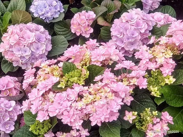 2025台北大安森林公園繡球花展(Hydrangeas exhibition at Da-An forest park), Taipei,  Taiwan, SJKen, Feb 20, 2025.