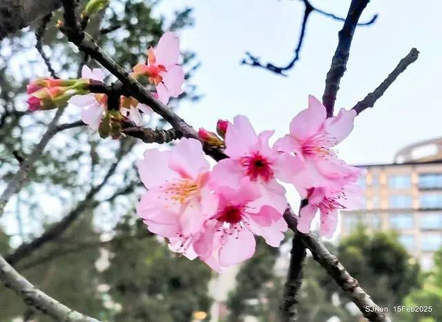 2025 雙北平地賞櫻系列第七拍---國父紀念館八重櫻與山櫻花(Prunus campanulata Maxim and Taiwan Cherry at Dr. Sun Yat-Sen Memorial Hall，by SJKen,  Feb  15, 2025)