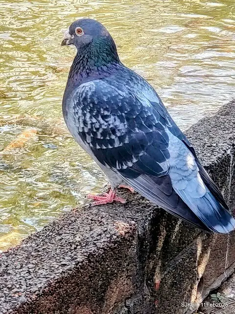 台北榮總忘憂湖水鳥與游魚(Waterbirds and fish at the lake of Taipei Veterans General Hospital)，Taipie, Taiwan, SJKen, Feb 11, 2025.