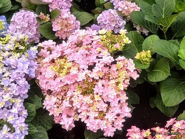 2025台北大安森林公園繡球花展(Hydrangeas exhibition at Da-An forest park), Taipei,  Taiwan, SJKen, Feb 20, 2025.