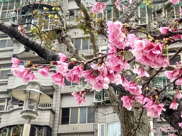 2025 雙北平地賞櫻系列第五拍 --- 北醫附設醫院櫻花(Cherryblossoms at Taipei Medical University Hospital), Taipei, Taiwan, SJKen, Feb 14, 2024.