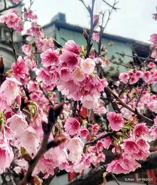 2025 雙北平地賞櫻系列第五拍 --- 北醫附設醫院櫻花(Cherryblossoms at Taipei Medical University Hospital), Taipei, Taiwan, SJKen, Feb 14, 2024.
