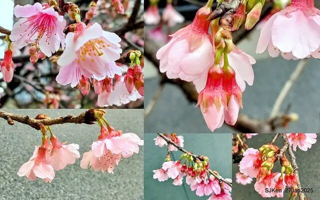 中國銀行台北分行左側櫻花林(Cherry Blossom at Taipei bank branck, China Bank, Taipei, Taiwan, SJKen , Jan 27, 2025