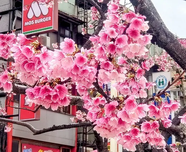 2025 雙北平地賞櫻系列第五拍 --- 北醫附設醫院櫻花(Cherryblossoms at Taipei Medical University Hospital), Taipei, Taiwan, SJKen, Feb 14, 2024.