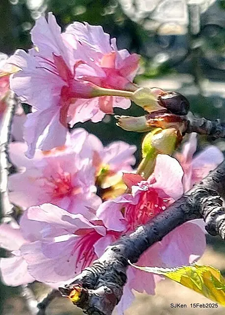 2025 雙北平地賞櫻系列第七拍---國父紀念館八重櫻與山櫻花(Prunus campanulata Maxim and Taiwan Cherry at Dr. Sun Yat-Sen Memorial Hall，by SJKen,  Feb  15, 2025)