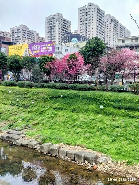 2025雙北平地賞櫻第四拍( --- 汐止文化櫻花季康誥溪櫻花大道(Cherry Blossoms at the creekside of Kangau creek), Hsingi district, Hsinpei city, SJKen, Jan 31, 2025.