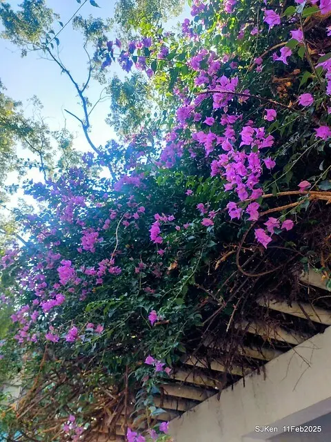 台北榮總忘憂湖水鳥與游魚(Waterbirds and fish at the lake of Taipei Veterans General Hospital)，Taipie, Taiwan, SJKen, Feb 11, 2025.