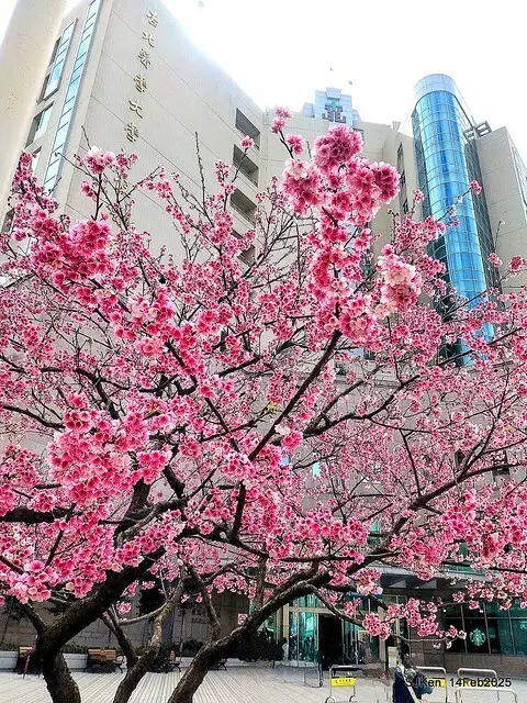 2025 雙北平地賞櫻系列第五拍 --- 北醫附設醫院櫻花(Cherryblossoms at Taipei Medical University Hospital), Taipei, Taiwan, SJKen, Feb 14, 2024.