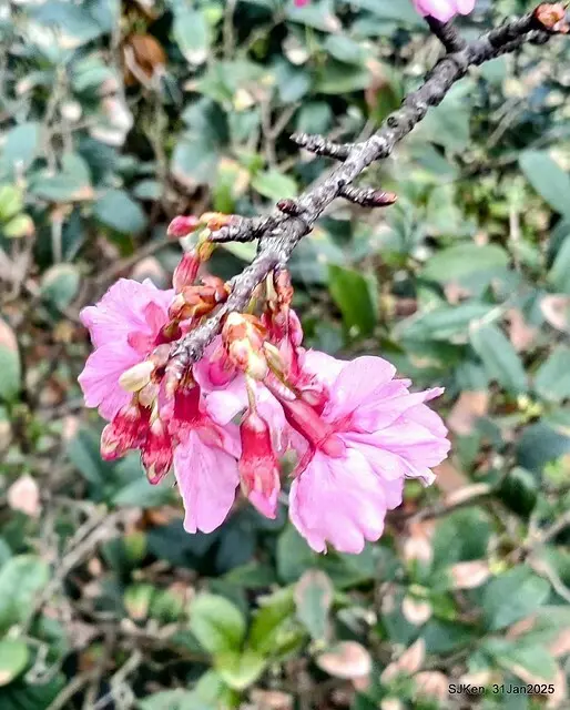 2025雙北平地賞櫻第四拍( --- 汐止文化櫻花季康誥溪櫻花大道(Cherry Blossoms at the creekside of Kangau creek), Hsingi district, Hsinpei city, SJKen, Jan 31, 2025.