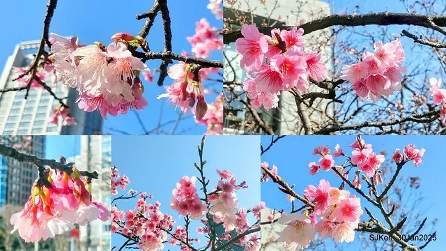 「華新麗華花旗銀行大樓」周邊櫻花林 (Cherry blossoms around the Walsin Xinyi Building), Taipei, Taiwan, SJKen , Jan 30, 2025