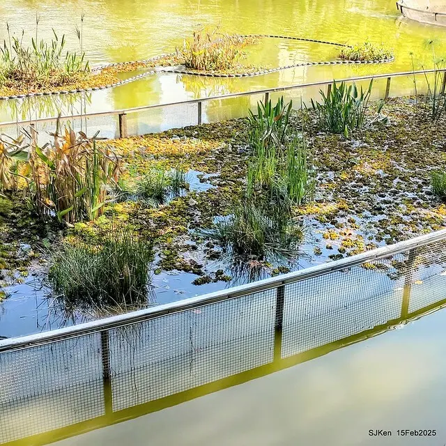 2025 雙北平地賞櫻系列第七拍---國父紀念館八重櫻與山櫻花(Prunus campanulata Maxim and Taiwan Cherry at Dr. Sun Yat-Sen Memorial Hall，by SJKen,  Feb  15, 2025)