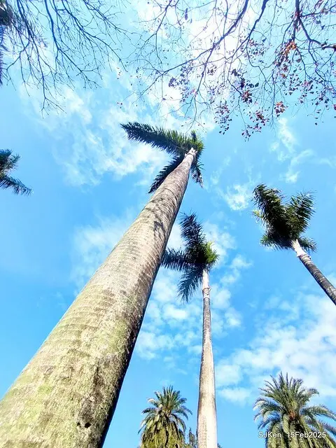 2025 雙北平地賞櫻系列第七拍---國父紀念館八重櫻與山櫻花(Prunus campanulata Maxim and Taiwan Cherry at Dr. Sun Yat-Sen Memorial Hall，by SJKen,  Feb  15, 2025)