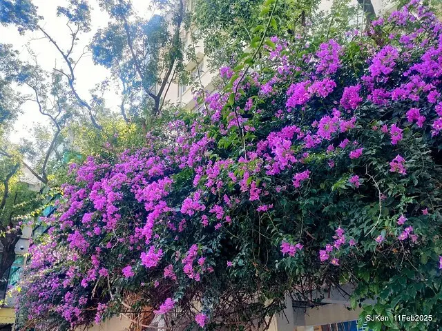 台北榮總忘憂湖水鳥與游魚(Waterbirds and fish at the lake of Taipei Veterans General Hospital)，Taipie, Taiwan, SJKen, Feb 11, 2025.