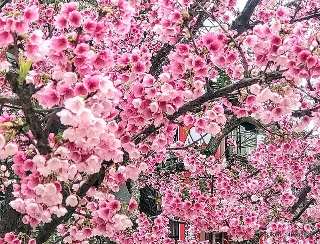 2025 雙北平地賞櫻系列第五拍 --- 北醫附設醫院櫻花(Cherryblossoms at Taipei Medical University Hospital), Taipei, Taiwan, SJKen, Feb 14, 2024.