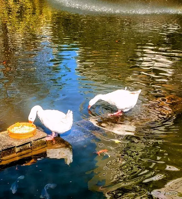 台北榮總忘憂湖水鳥與游魚(Waterbirds and fish at the lake of Taipei Veterans General Hospital)，Taipie, Taiwan, SJKen, Feb 11, 2025.