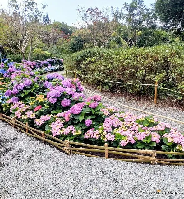 2025台北大安森林公園繡球花展(Hydrangeas exhibition at Da-An forest park), Taipei,  Taiwan, SJKen, Feb 20, 2025.
