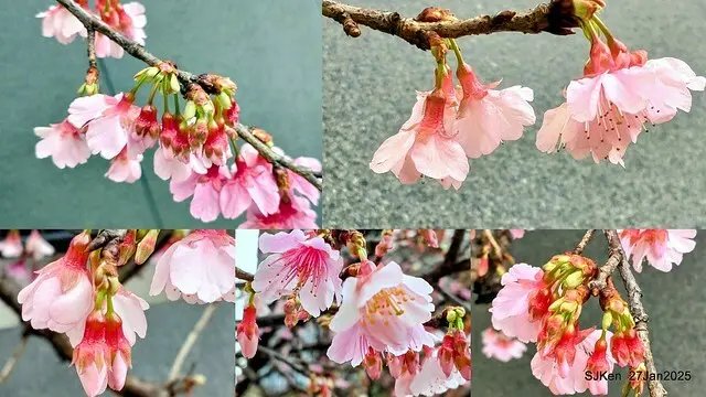 中國銀行台北分行左側櫻花林(Cherry Blossom at Taipei bank branck, China Bank, Taipei, Taiwan, SJKen , Jan 27, 2025