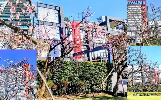 「華新麗華花旗銀行大樓」周邊櫻花林 (Cherry blossoms around the Walsin Xinyi Building), Taipei, Taiwan, SJKen , Jan 30, 2025