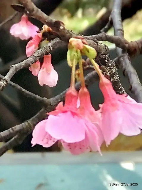 中國銀行台北分行左側櫻花林(Cherry Blossom at Taipei bank branck, China Bank, Taipei, Taiwan, SJKen , Jan 27, 2025