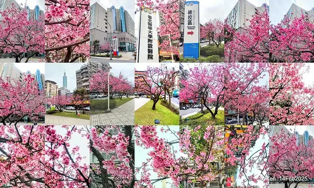 2025 雙北平地賞櫻系列第五拍 --- 北醫附設醫院櫻花(Cherryblossoms at Taipei Medical University Hospital), Taipei, Taiwan, SJKen, Feb 14, 2024.