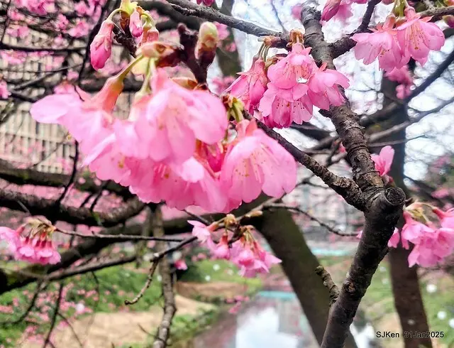 2025雙北平地賞櫻第四拍( --- 汐止文化櫻花季康誥溪櫻花大道(Cherry Blossoms at the creekside of Kangau creek), Hsingi district, Hsinpei city, SJKen, Jan 31, 2025.