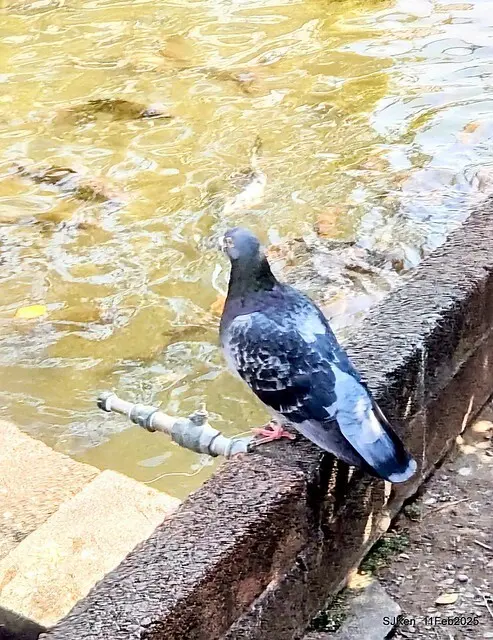 台北榮總忘憂湖水鳥與游魚(Waterbirds and fish at the lake of Taipei Veterans General Hospital)，Taipie, Taiwan, SJKen, Feb 11, 2025.