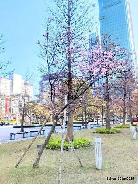 「華新麗華花旗銀行大樓」周邊櫻花林 (Cherry blossoms around the Walsin Xinyi Building), Taipei, Taiwan, SJKen , Jan 30, 2025