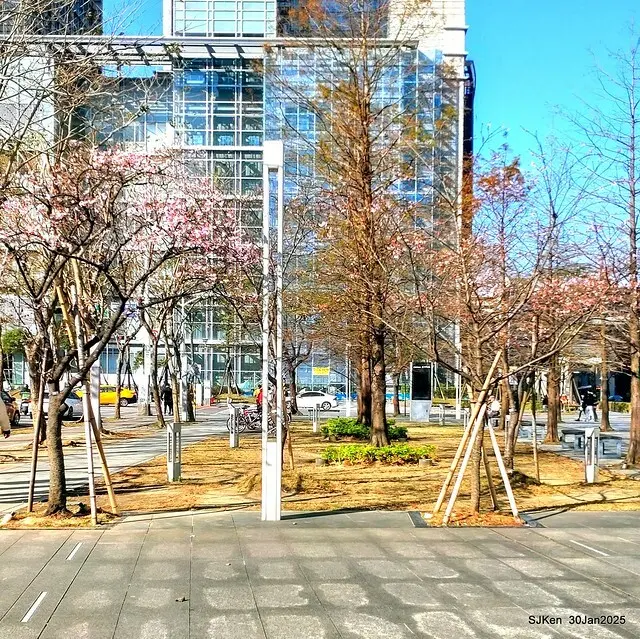 「華新麗華花旗銀行大樓」周邊櫻花林 (Cherry blossoms around the Walsin Xinyi Building), Taipei, Taiwan, SJKen , Jan 30, 2025