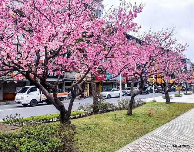 2025 雙北平地賞櫻系列第五拍 --- 北醫附設醫院櫻花(Cherryblossoms at Taipei Medical University Hospital), Taipei, Taiwan, SJKen, Feb 14, 2024.