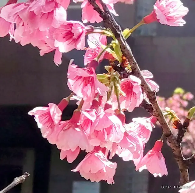 (2025 雙北平地賞櫻系列第六拍)「台北市政府北大門旁賞櫻」(Cherry Blossoms at north door of Taipei City Hall , Feb 15, 2025.