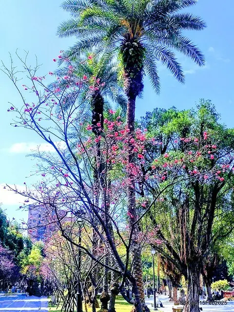 2025 雙北平地賞櫻系列第七拍---國父紀念館八重櫻與山櫻花(Prunus campanulata Maxim and Taiwan Cherry at Dr. Sun Yat-Sen Memorial Hall，by SJKen,  Feb  15, 2025)