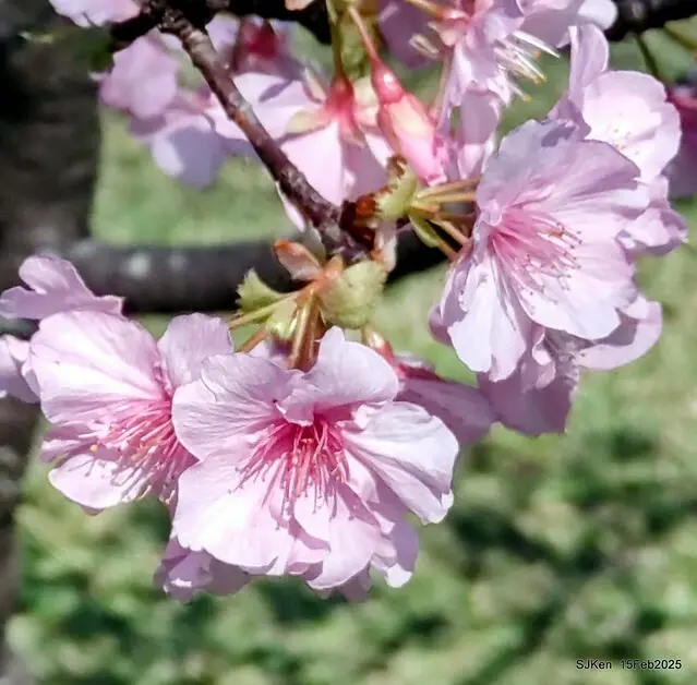 2025 雙北平地賞櫻系列第七拍---國父紀念館八重櫻與山櫻花(Prunus campanulata Maxim and Taiwan Cherry at Dr. Sun Yat-Sen Memorial Hall，by SJKen,  Feb  15, 2025)