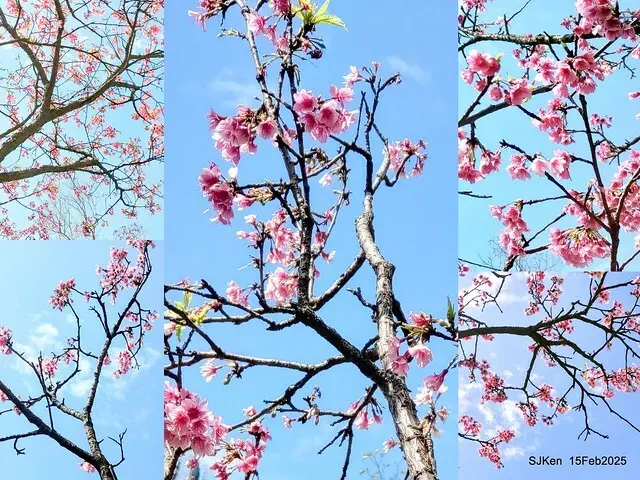 (2025 雙北平地賞櫻系列第六拍)「台北市政府北大門旁賞櫻」(Cherry Blossoms at north door of Taipei City Hall , Feb 15, 2025.