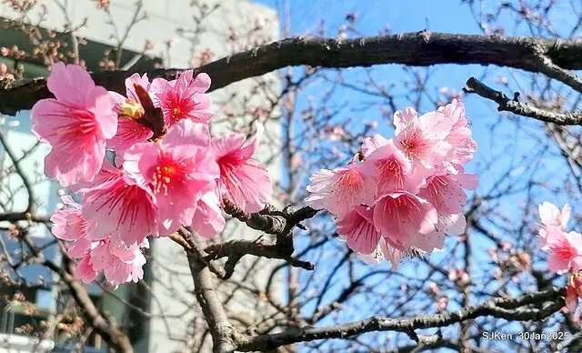 「華新麗華花旗銀行大樓」周邊櫻花林 (Cherry blossoms around the Walsin Xinyi Building), Taipei, Taiwan, SJKen , Jan 30, 2025