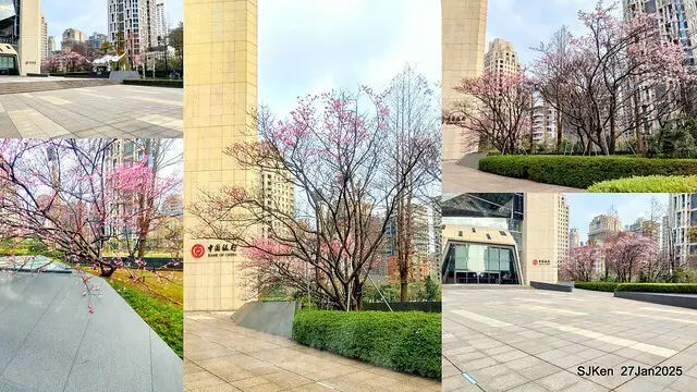 中國銀行台北分行左側櫻花林(Cherry Blossom at Taipei bank branck, China Bank, Taipei, Taiwan, SJKen , Jan 27, 2025