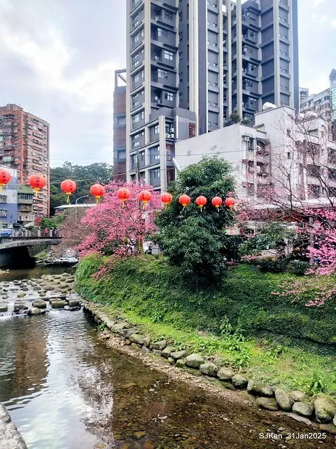 2025雙北平地賞櫻第四拍( --- 汐止文化櫻花季康誥溪櫻花大道(Cherry Blossoms at the creekside of Kangau creek), Hsingi district, Hsinpei city, SJKen, Jan 31, 2025.