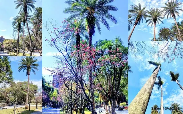 2025 雙北平地賞櫻系列第七拍---國父紀念館八重櫻與山櫻花(Prunus campanulata Maxim and Taiwan Cherry at Dr. Sun Yat-Sen Memorial Hall，by SJKen,  Feb  15, 2025)