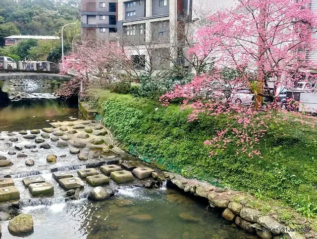 2025雙北平地賞櫻第四拍( --- 汐止文化櫻花季康誥溪櫻花大道(Cherry Blossoms at the creekside of Kangau creek), Hsingi district, Hsinpei city, SJKen, Jan 31, 2025.