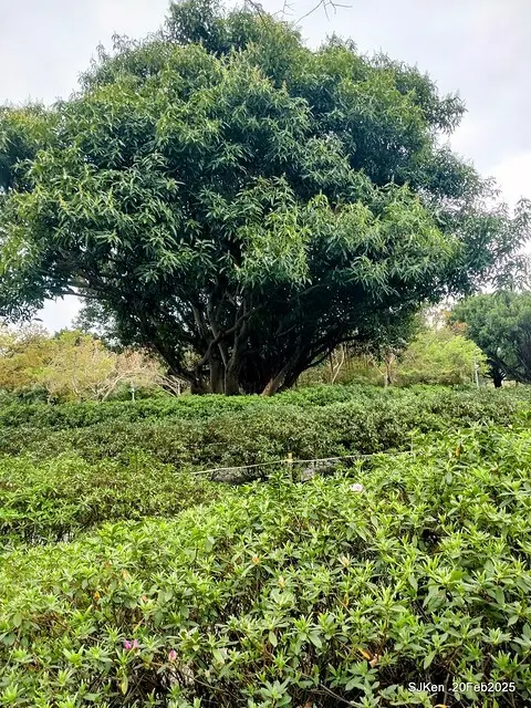 2025台北大安森林公園繡球花展(Hydrangeas exhibition at Da-An forest park), Taipei,  Taiwan, SJKen, Feb 20, 2025.