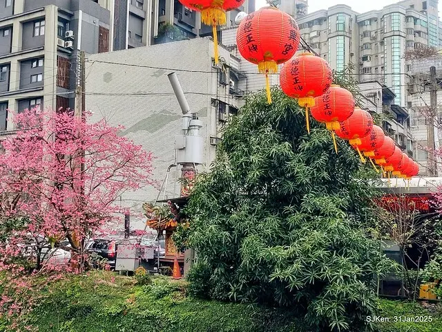 2025雙北平地賞櫻第四拍( --- 汐止文化櫻花季康誥溪櫻花大道(Cherry Blossoms at the creekside of Kangau creek), Hsingi district, Hsinpei city, SJKen, Jan 31, 2025.